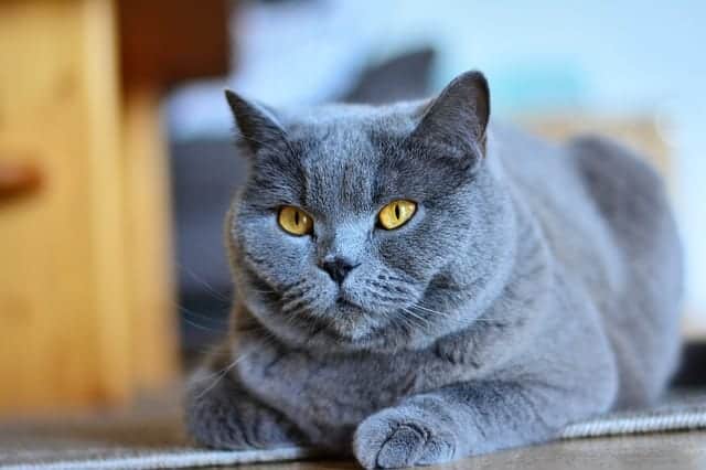 russian blue cat purebred