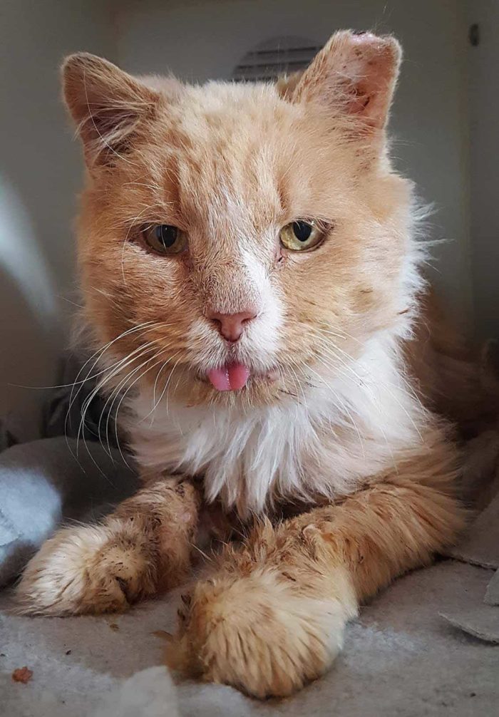 Stray Senior Cat Trapped With Severely Matted Fur; You'd Never Know It ...