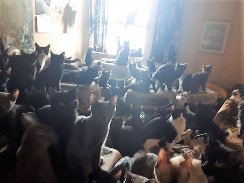 Hundreds of Cats Rescued From Hoarder
