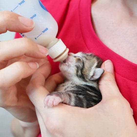 Facts You NEED To Know To Care For Your New Baby Kitten Cole & Marmalade