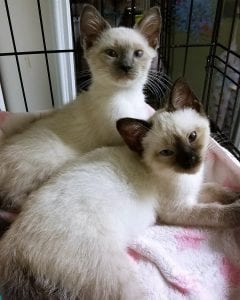 Family Of Siamese Cats Rescued From Kill List Due To Ringworm; Look At ...