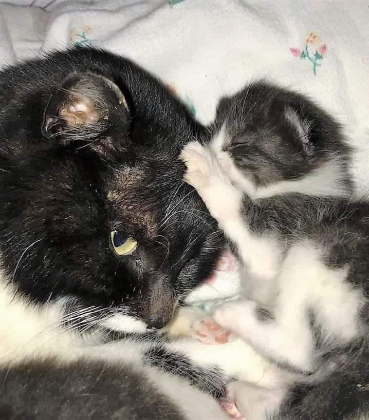 Rescuers Refuse To Leave Mama Cat Behind When Kittens Saved From ...
