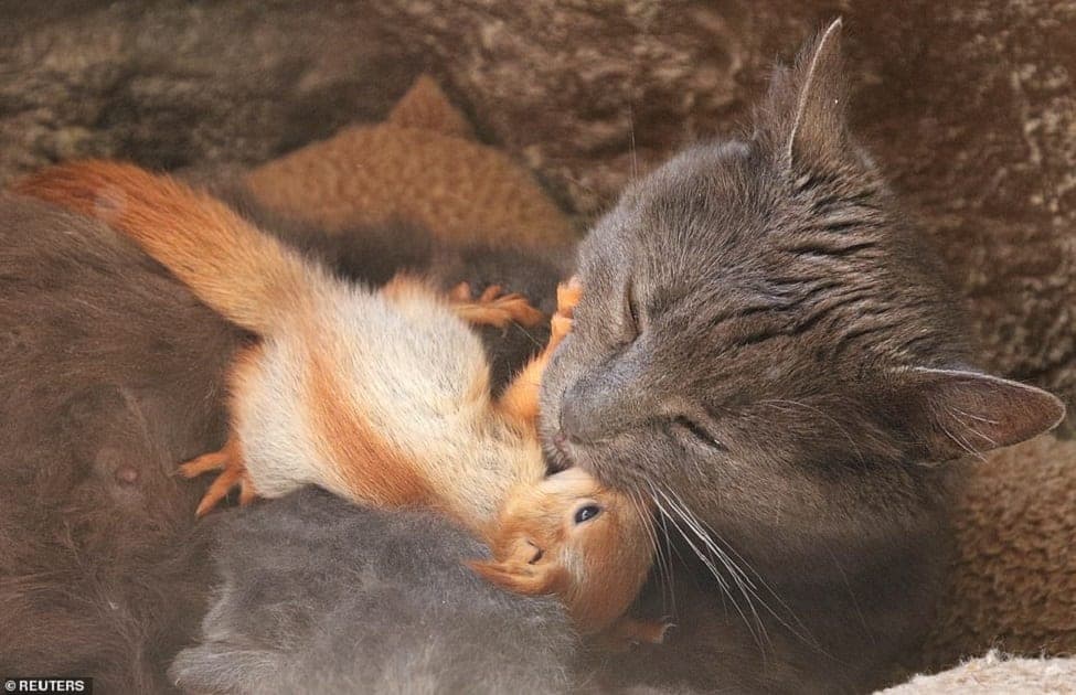 70 The Cat Adopts Four Adorable Squirrels In Russia