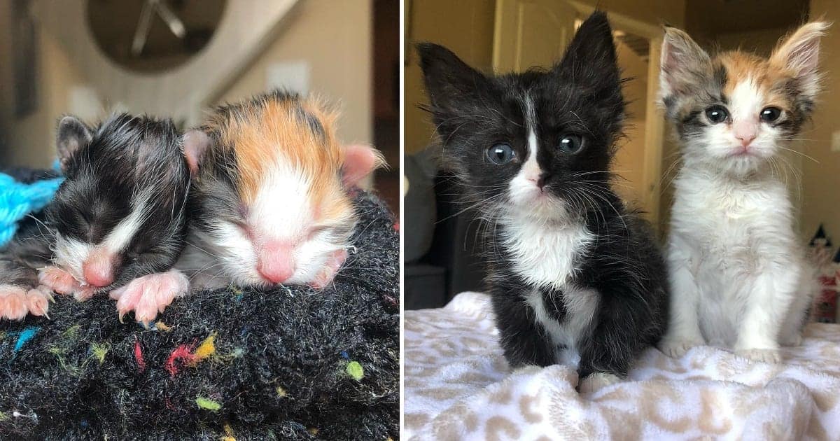 Two Bonded Preemie Kittens Fought Just To Survive; Now The ...