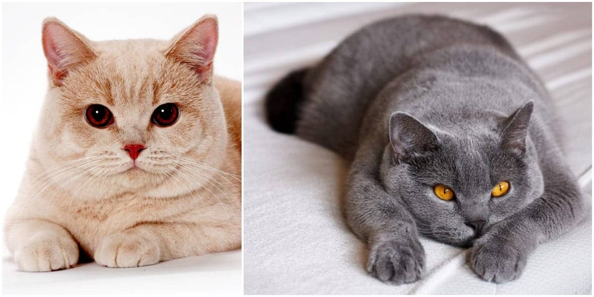 The store british shorthair