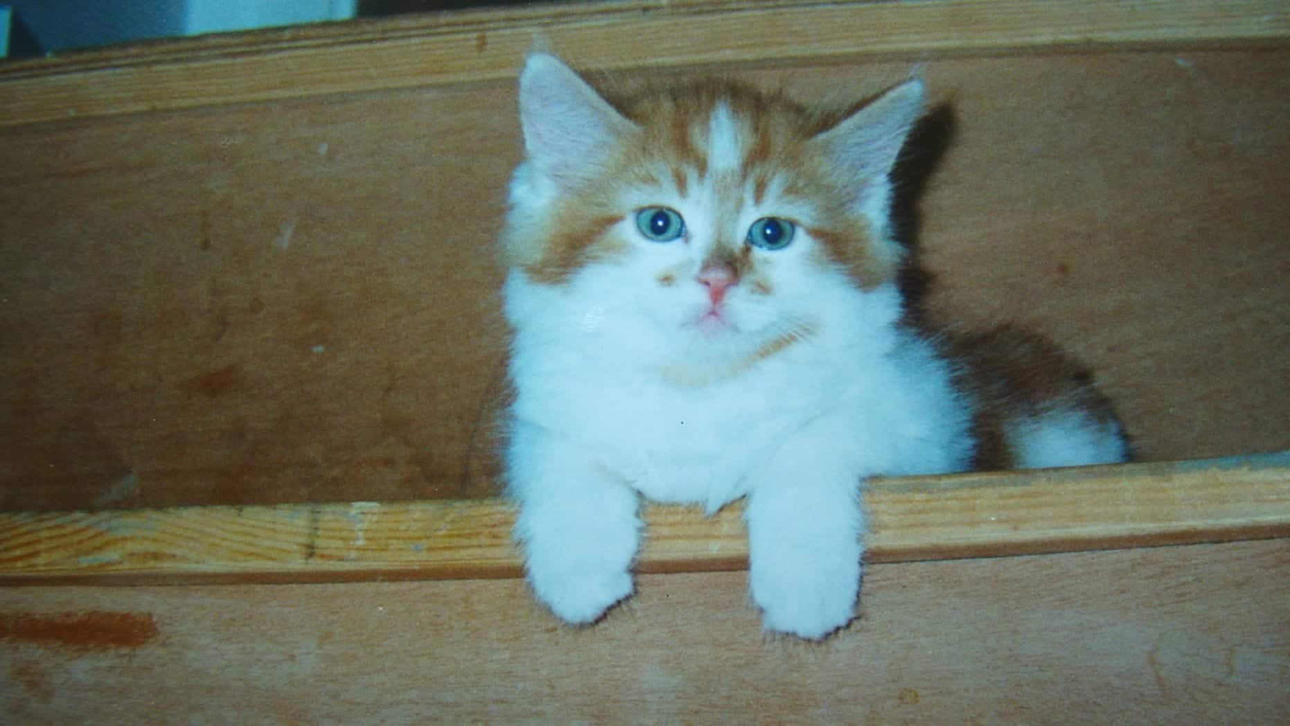 Oldest living cat in the world said to be 34 year old cat in