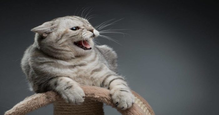 grrrrrr