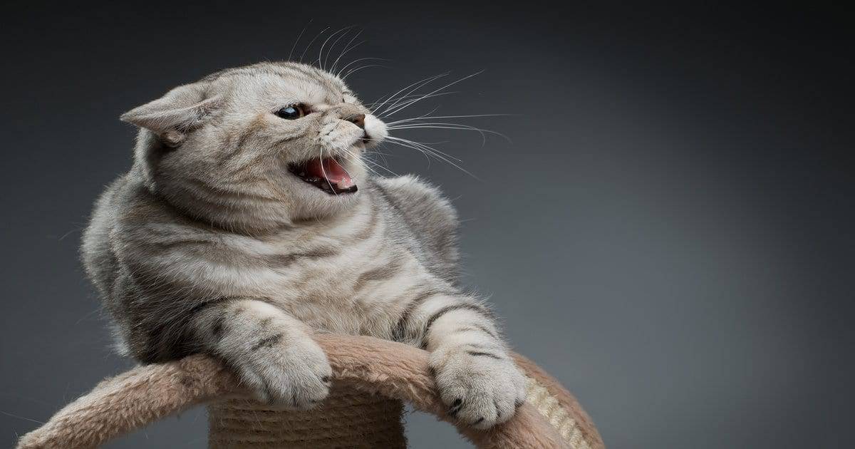 Image result for aggressive cat