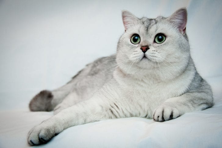 A Fun Collection Of Facts About British Shorthair Cats - Cole & Marmalade