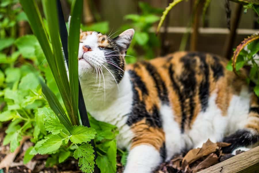 Cat Friendly Plants For Your Feline Friend Cole Marmalade