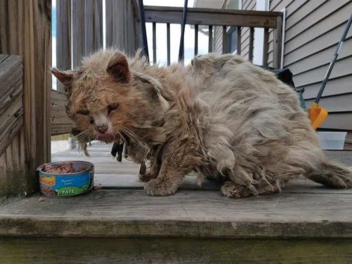 Stray Senior Cat Trapped With Severely Matted Fur; You'd Never Know It