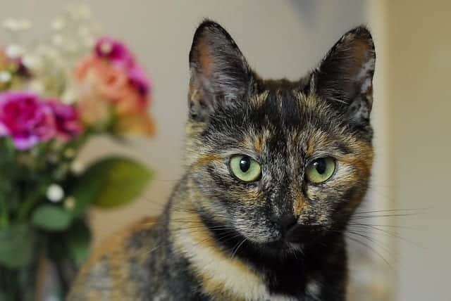 tortoiseshell tabby calico cat