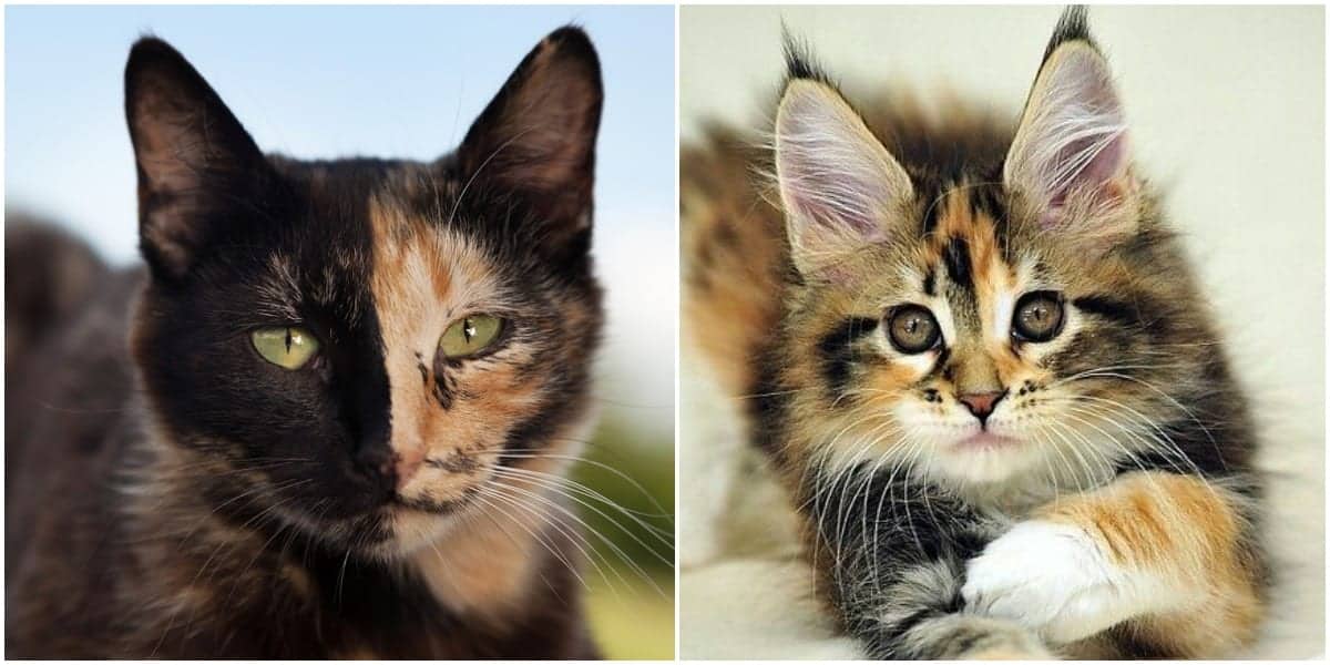 fluffy tortoiseshell cat