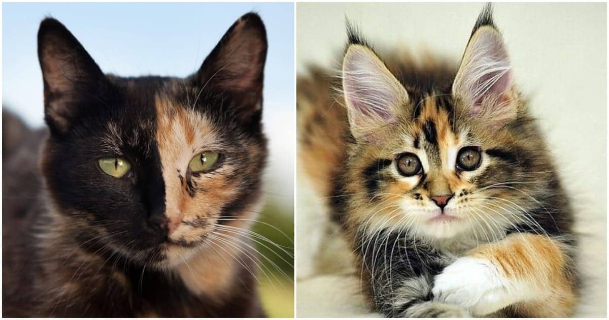 How To Tell The Difference Between Torbie Tortie Calico And Tabby Coat Color Cole Marmalade