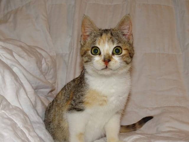 different types of calico cats