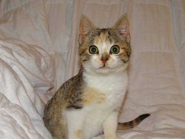 calico tabby kitten