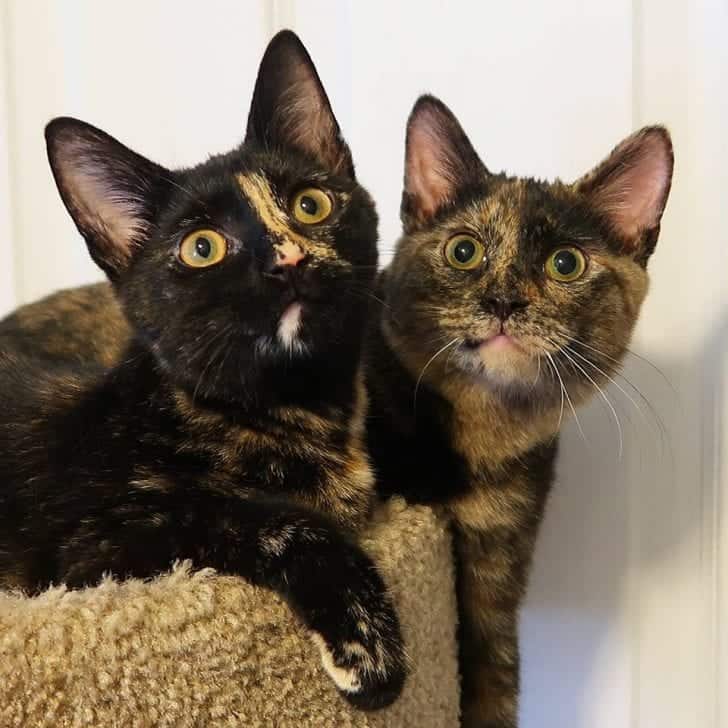 examples between calico and tortoiseshell cats