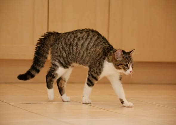 Cat Behavior Heres What Your Cats Tail Is Trying To Tell You Cole