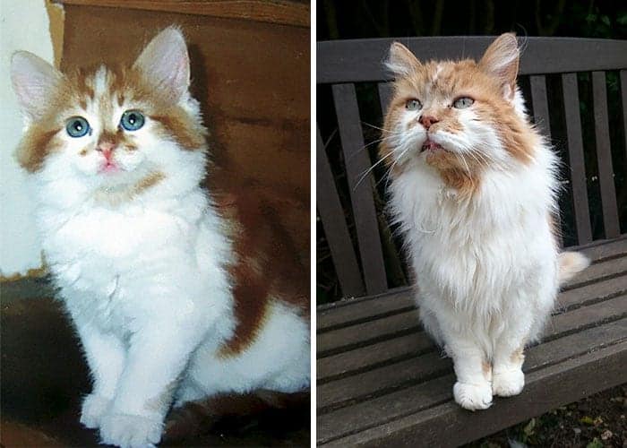 World S Oldest Living Cat Celebrates His 30th Birthday Cole Marmalade   Side By Side 