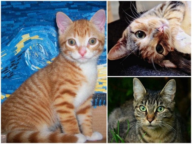 How To Tell The Difference Between Torbie, Tortie, Calico And Tabby ...