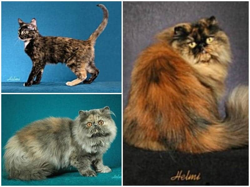 How To Tell The Difference Between Torbie, Tortie, Calico And Tabby Coat  Color - Cole & Marmalade