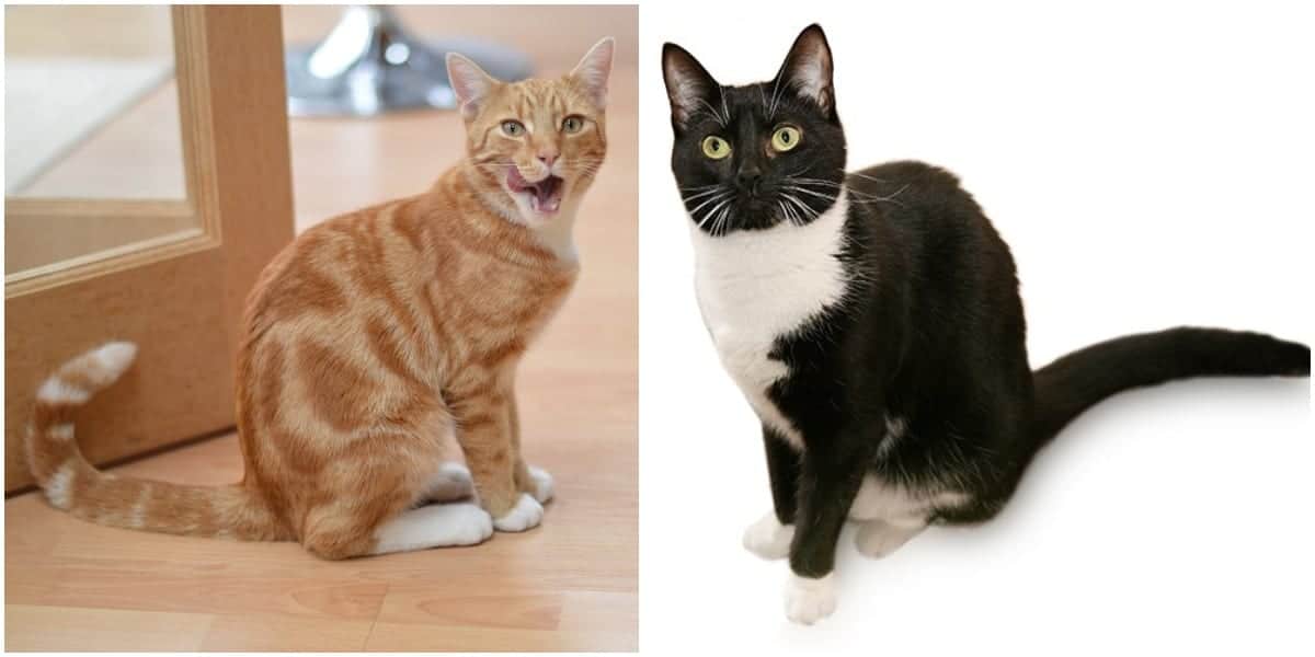 American Shorthair Cat Head Paws Pattern Men-Women Adult Ankle Socks 