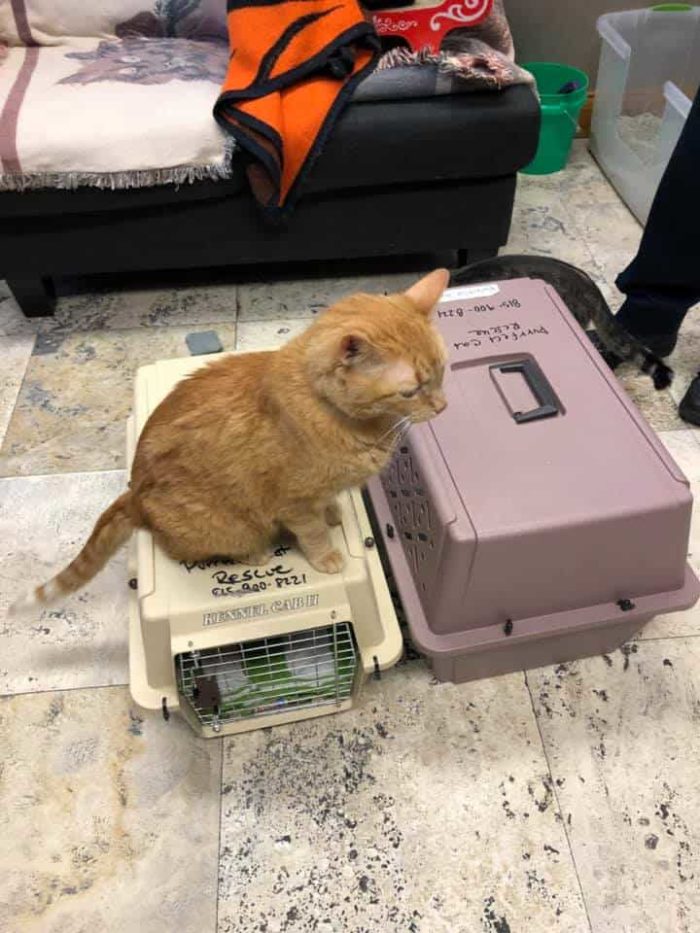 Cats Living In Basement For 3 Years Finally See Sunshine Again; Off On