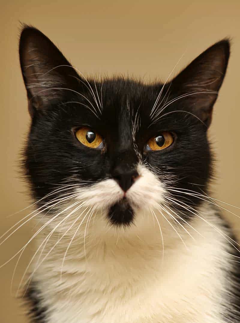 Tuxedo Cat Breed