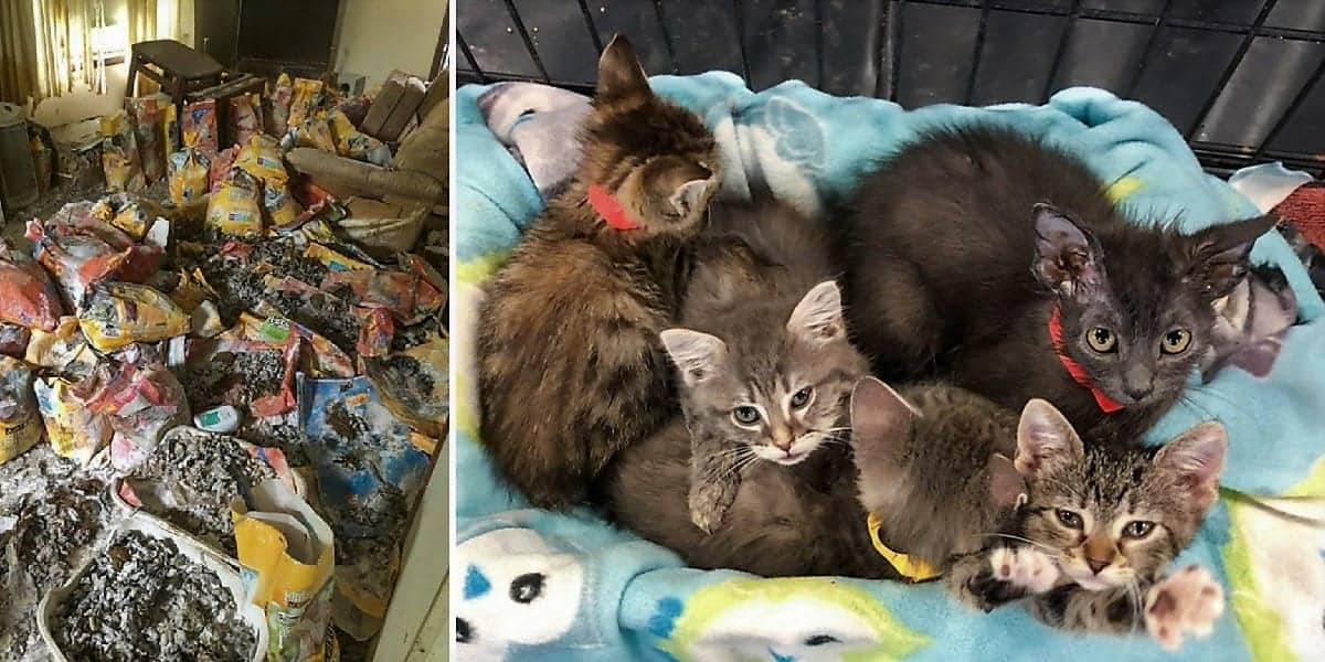 Almost 300 Cats Removed From Animal Hoard In Iowa; Less Than 100 Still  Alive - Cole & Marmalade