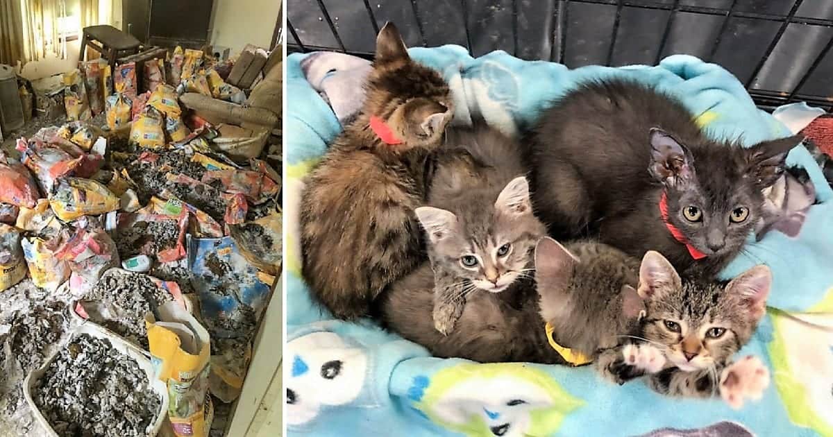 Almost 300 Cats Removed From Animal Hoard In Iowa; Less Than 100 Still Alive Cole & Marmalade