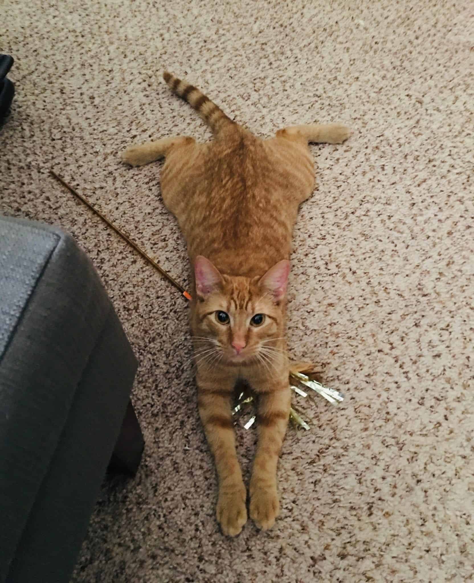 Does Your Cat Sploot Here S Why Your Feline Likes Sitting Like A Frog Cole Marmalade