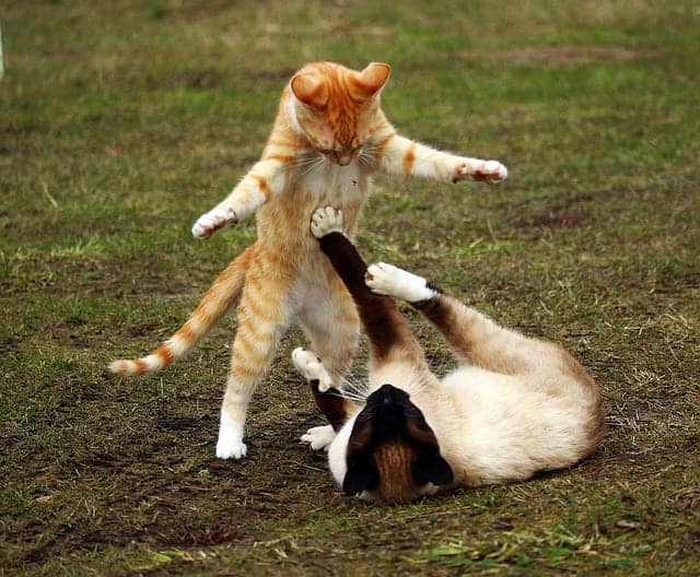 Brutal Cat Fights