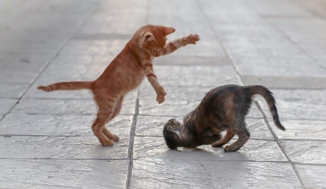 cats about to fight