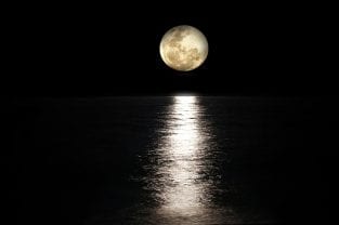 How The Full Moon Can Affect Your Pet - Cole & Marmalade