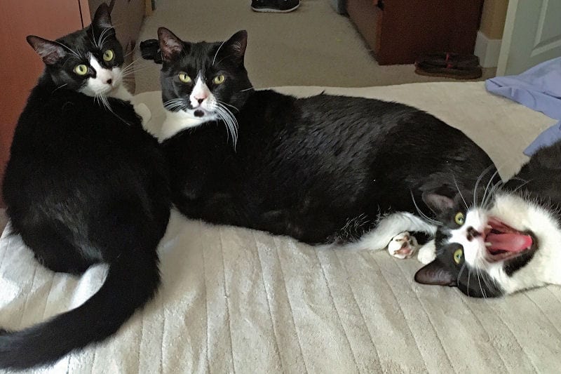 A Collection Of Fun Facts About Tuxedo Cats Cole Marmalade,Declutter Your Home