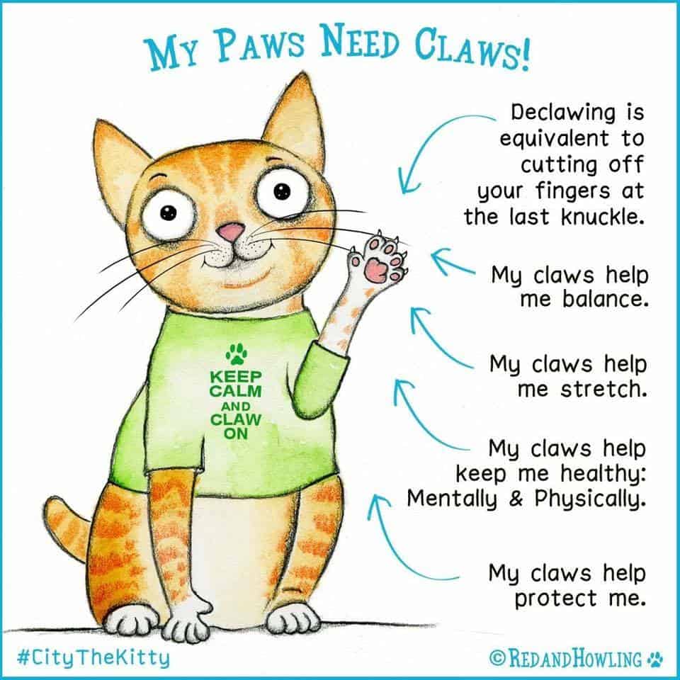 Declawing Your Cat Is Now Illegal In The State Of NY Cole & Marmalade