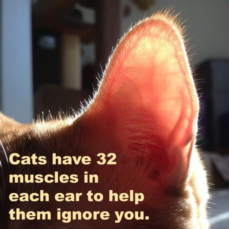 Cat Senses Are Far Superior To Yours. Here's Why. Cole & Marmalade