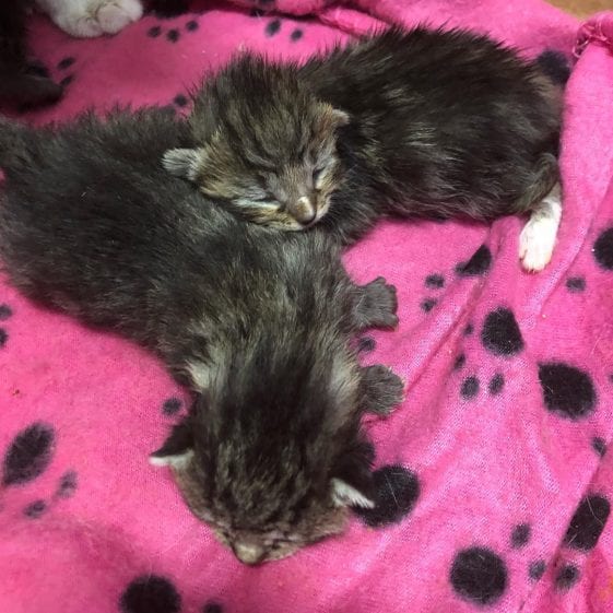 3 Swimmer Syndrome Stray Kittens Find Life-Changing Help From Dedicated ...