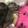 3 Swimmer Syndrome Stray Kittens Find Life-Changing Help From Dedicated ...