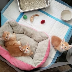 kitten saved from being trapped in pile of old wood and