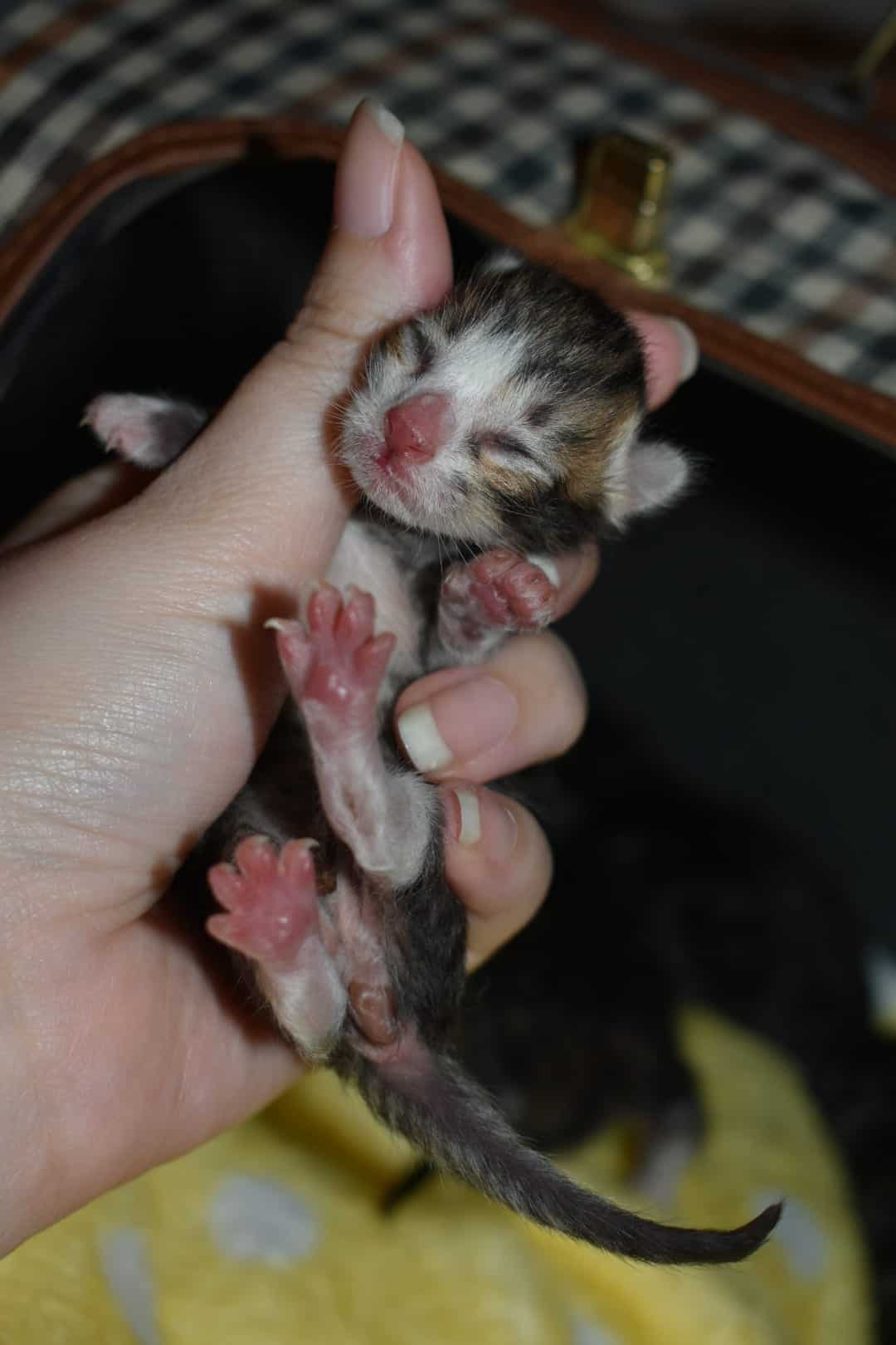 newborn kittens 1 day old