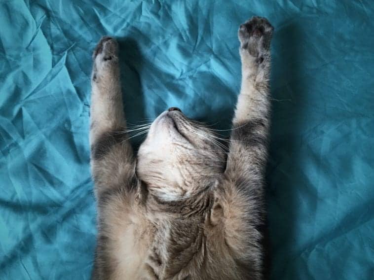 Does Your Cat Sleep With You? Here's Why You Should Let Them Cole