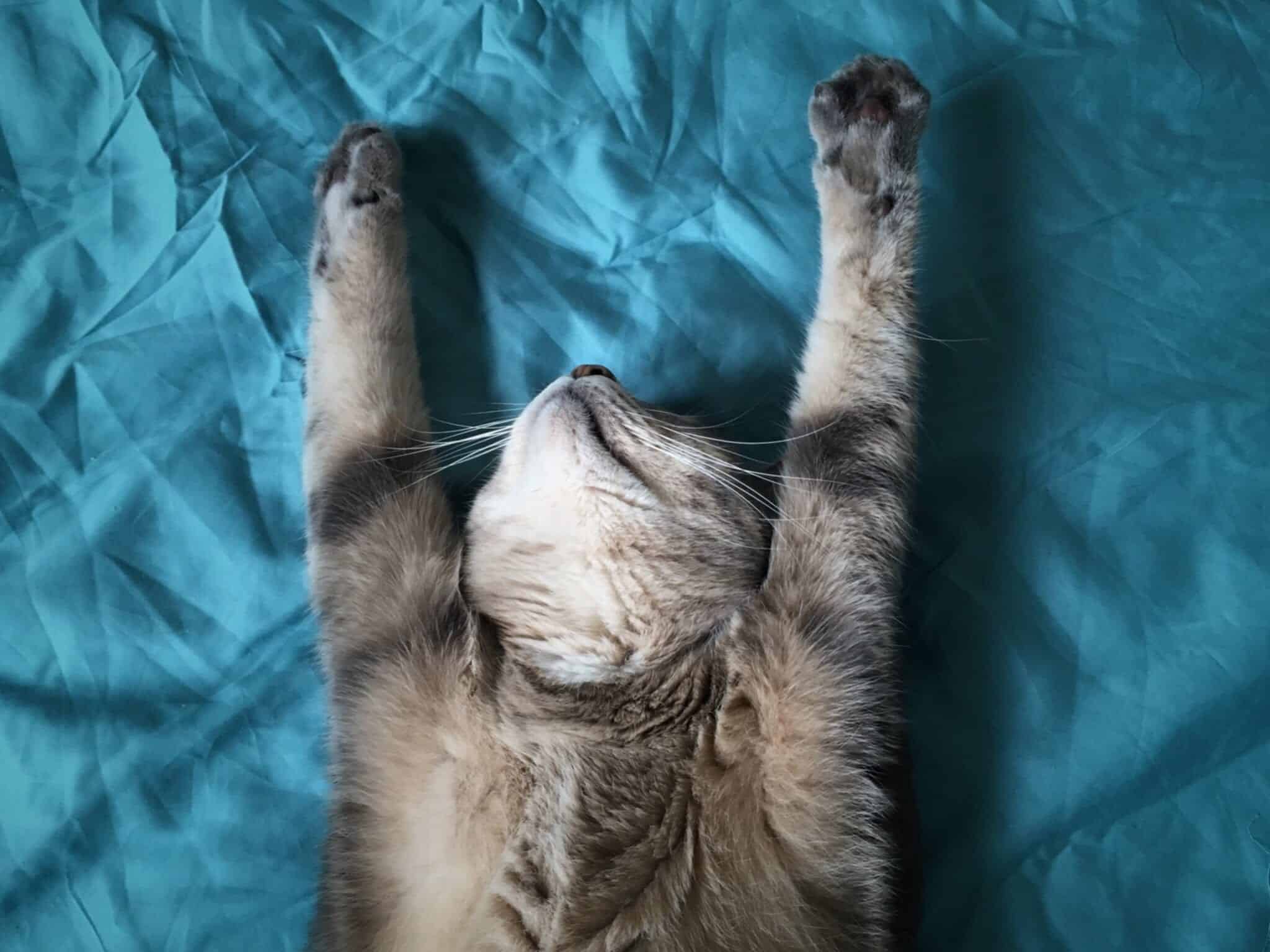 Does Your Cat Sleep With You? Here's Why You Should Let Them Cole