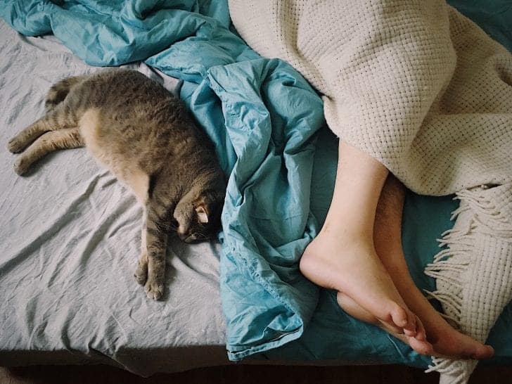 Does Your Cat Sleep With You? Here's Why You Should Let Them Cole