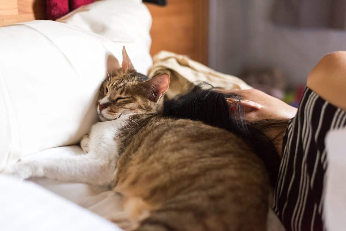 Does Your Cat Sleep With You? Here's Why You Should Let Them Cole