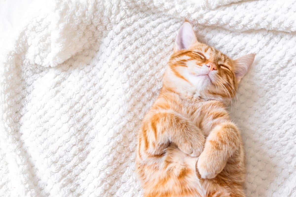 Cat Sleeping Habits And Facts About Our Feline Friends Cole & Marmalade