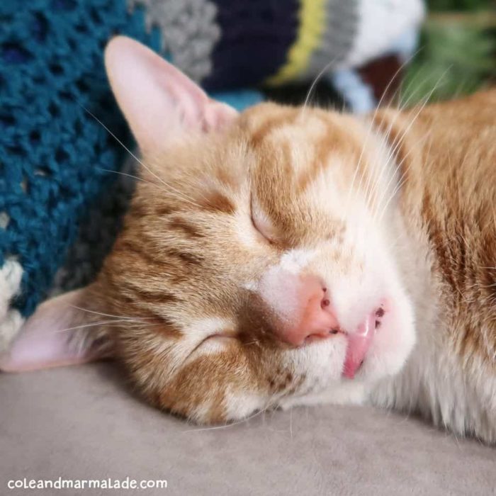 Cat Sleeping Habits And Facts About Our Feline Friends - Cole & Marmalade