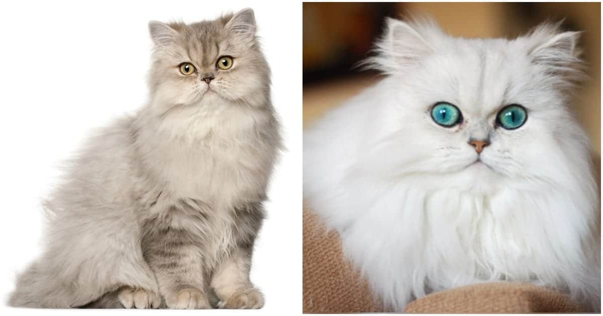 information about persian cats