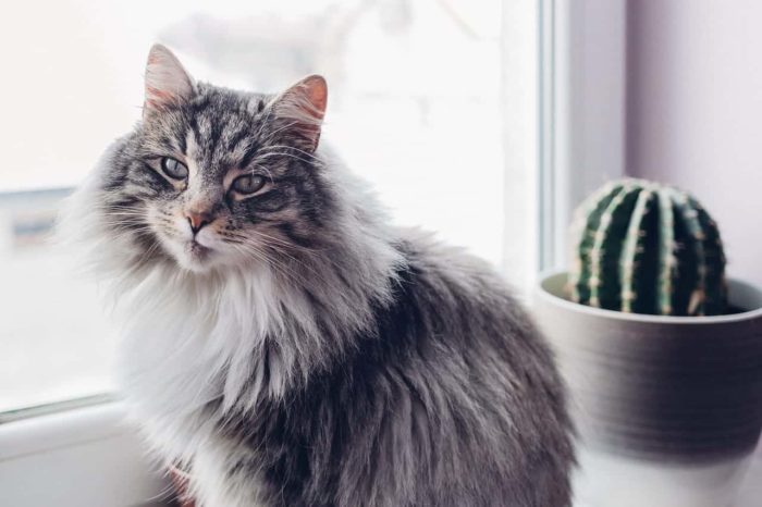 If You're Allergic To Cats, A Cat Allergy Vaccine Is In The Works