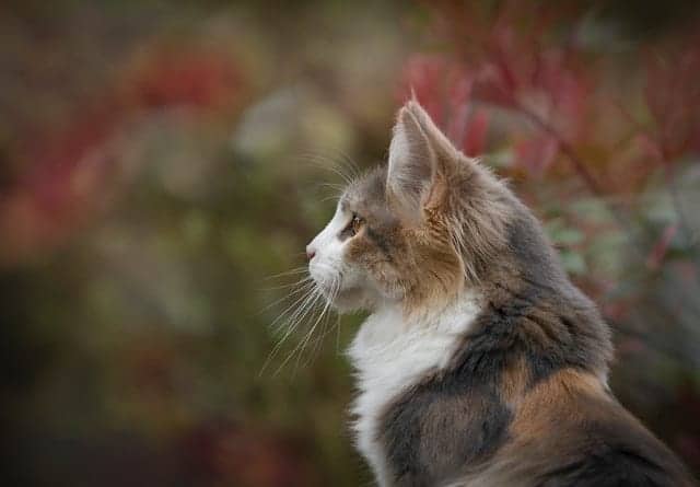 Cat Coat Patterns: 10 Interesting Facts That You'll Love - Cole & Marmalade